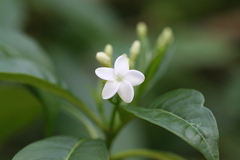 Rauvolfia densiflora